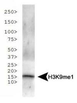 Western Blot: Histone H3 [Monomethyl Lys9] Antibody [NB21-1071] - Analysis of H3K9me1 in NIH/3T3 histone preps. Observed molecular weight is ~15 kDa.